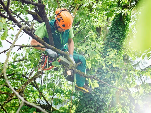 Arborist Cutting Tree Branches while Suspended in Tree