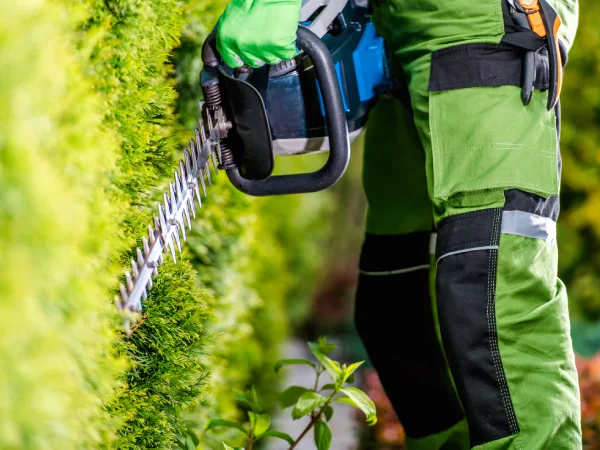 Professional Gardener with Hedge Trimmer Doing His Job in the Garden